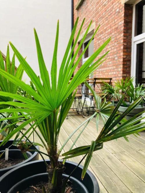 Bnb Hotel Suikernest 安特卫普 外观 照片
